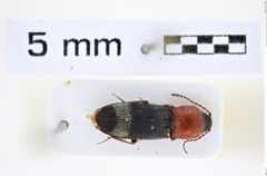 Foto (Dorsalansicht) von Cardiophorus syriacoides (Platia & Cate, 2001) (NHMW-ZOO-COL-0008286)